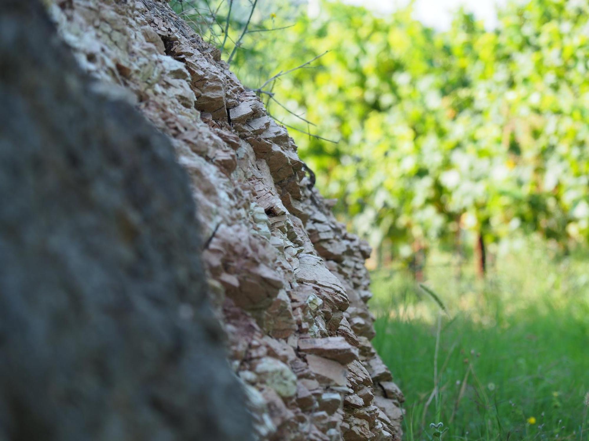 Azienda Agricola Ca' Lunga Cinto Euganeo Zewnętrze zdjęcie